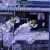岡山のお花見おすすめスポット！＜ランキング 編＞ | さまくるおかやま|岡山の情報をひとまとめに【Summacle Okayama】