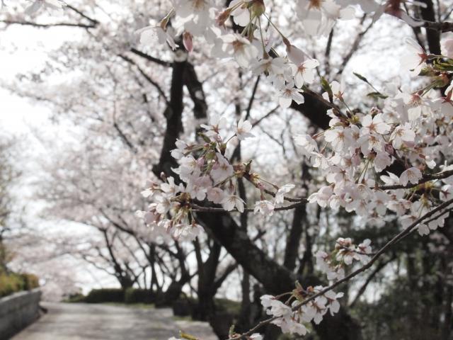 岡山市半田山植物園桜まつり - おかやま観光コンベンション協会