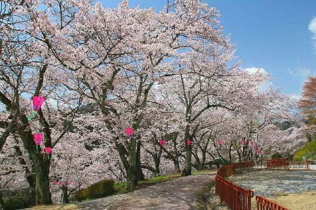 城山公園の桜 (岡山県新見市) | お花見2018 - ウォーカープラス