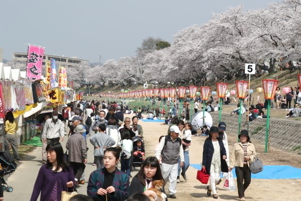 岡山さくらカーニバルが開幕　旭川河川敷、満開の桜を満喫 （山陽新聞デジタル） - Yahoo!ニュース
