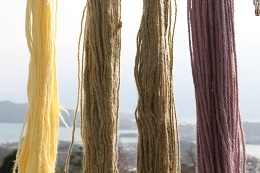 オリーブ染めの羊毛