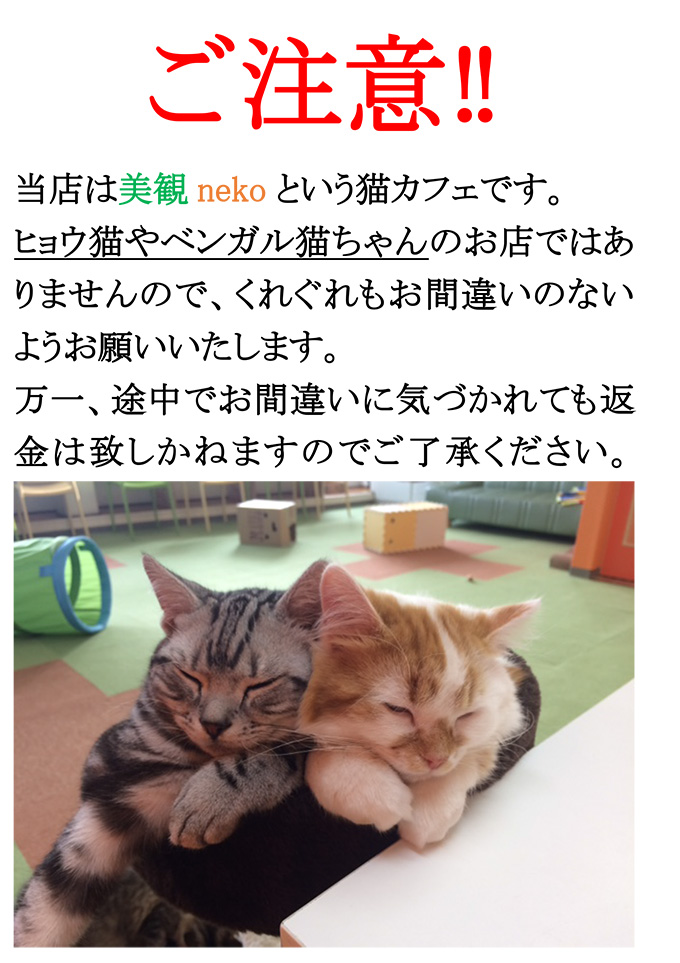 いま注目 カワイイ 倉敷 美観地区そばにオープンの猫カフェが人気 美観neko さまくるおかやま 岡山の情報をひとまとめに Summacle Okayama