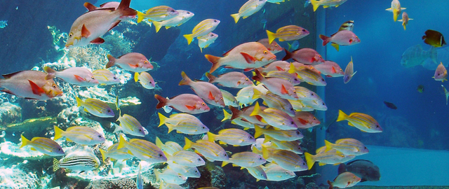沖縄美ら海水族館 | 熱帯魚の海