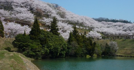 岡山のお花見おすすめスポット！＜種松山公園 編＞ | さまくるおかやま|岡山の情報をひとまとめに【Summacle Okayama】