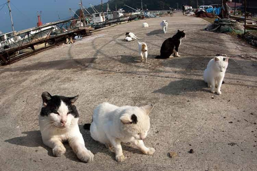 どうやら港に多くの猫が