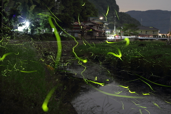 闇夜に踊る光のショー　岡山・真庭でゲンジボタル （山陽新聞デジタル） - Yahoo!ニュース