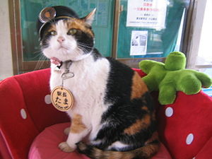 たま (猫の駅長) - Wikipedia