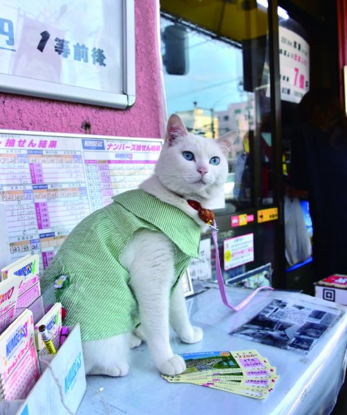 岡山の宝くじ売り場 人気情報 7億円の夢 ジャンボ宝くじ発売 福猫マコちゃん さまくるおかやま 岡山の情報をひとまとめに Summacle Okayama
