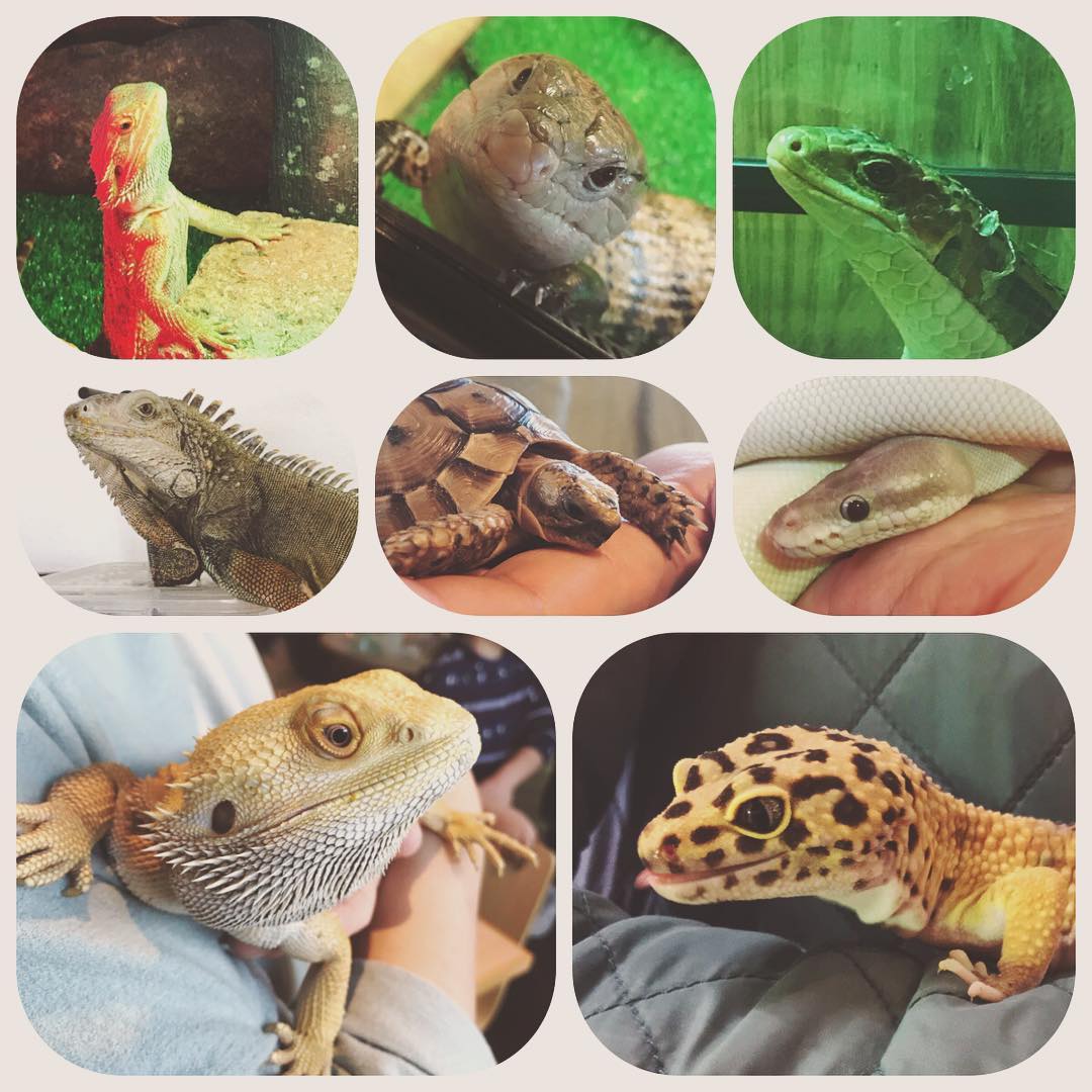 @mayotoyoyoyo - Instagram:「今日は爬虫類カフェに連れてってもらいました〜(#^.^#)最高だった☆#爬虫れぼ#20180120」