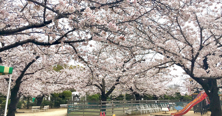 『バラ園』で花見を楽しむ「桜」のおまつり。 | 日刊Webタウン情報おかやま