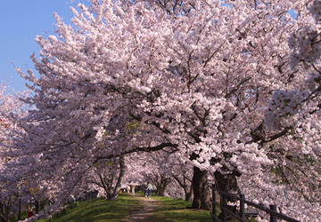 岡山県の桜祭りイベント 桜名所 人気スポット集 穴場も 18年 お花見 さまくるおかやま 岡山の情報をひとまとめに Summacle Okayama